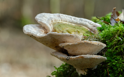 Coral mushrooms from Chrome web store to be run with OffiDocs Chromium online Coral mushrooms from Chrome web store to be run with OffiDocs Chromium online