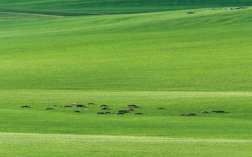 Cows on the grassland wallpaper from Chrome web store to be run with OffiDocs Chromium online Cows on the grassland wallpaper from Chrome web store to be run with OffiDocs Chromium online
