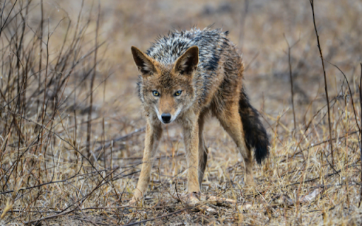 Coyote from Chrome web store to be run with OffiDocs Chromium online Coyote from Chrome web store to be run with OffiDocs Chromium online