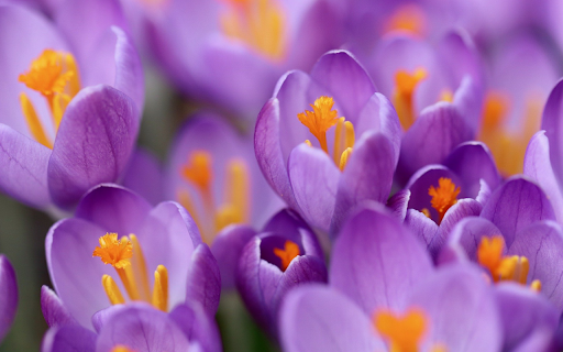 Crocuses purple flowers from Chrome web store to be run with OffiDocs Chromium online Crocuses purple flowers from Chrome web store to be run with OffiDocs Chromium online
