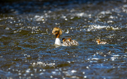 Cute Ducks from Chrome web store to be run with OffiDocs Chromium online Cute Ducks from Chrome web store to be run with OffiDocs Chromium online