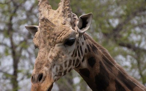 Cute Giraffe from Chrome web store to be run with OffiDocs Chromium online Cute Giraffe from Chrome web store to be run with OffiDocs Chromium online