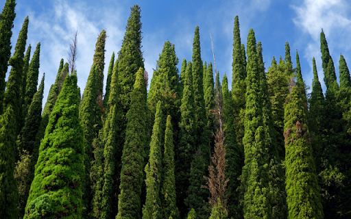 Cypress from Chrome web store to be run with OffiDocs Chromium online Cypress from Chrome web store to be run with OffiDocs Chromium online