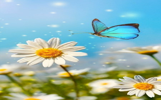 Daisies and butterflies wallpaper from Chrome web store to be run with OffiDocs Chromium online Daisies and butterflies wallpaper from Chrome web store to be run with OffiDocs Chromium online
