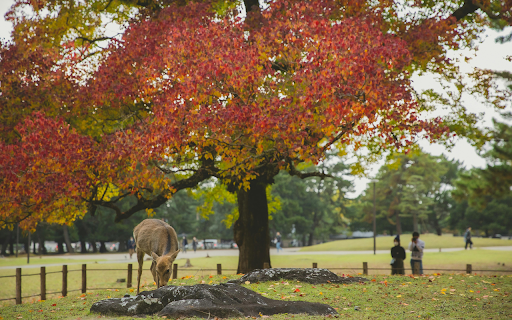 Deer grazing in park under colorful autumn tree from Chrome web store to be run with OffiDocs Chromium online Deer grazing in park under colorful autumn tree from Chrome web store to be run with OffiDocs Chromium online