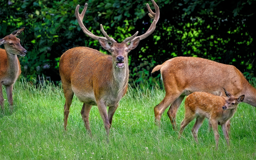 Deer know how to laugh from Chrome web store to be run with OffiDocs Chromium online Deer know how to laugh from Chrome web store to be run with OffiDocs Chromium online