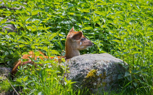 Deer under the bushes from Chrome web store to be run with OffiDocs Chromium online Deer under the bushes from Chrome web store to be run with OffiDocs Chromium online