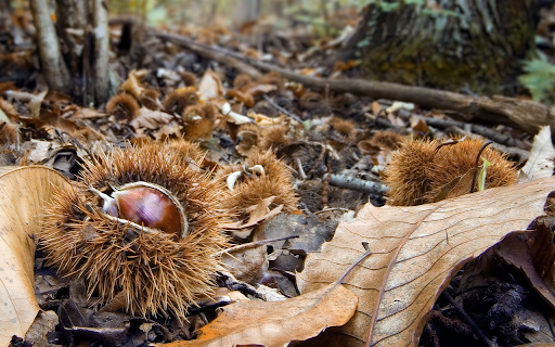 Delicious forest fruit from Chrome web store to be run with OffiDocs Chromium online Delicious forest fruit from Chrome web store to be run with OffiDocs Chromium online