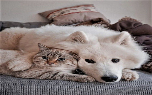 Dogs and cats lying on the sofa Wallpaper from Chrome web store to be run with OffiDocs Chromium online Dogs and cats lying on the sofa Wallpaper from Chrome web store to be run with OffiDocs Chromium online