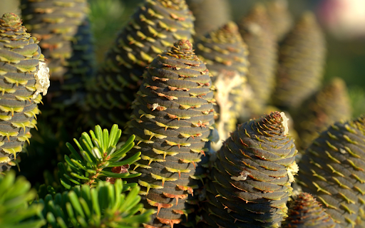 Dragon mist tree from Chrome web store to be run with OffiDocs Chromium online Dragon mist tree from Chrome web store to be run with OffiDocs Chromium online
