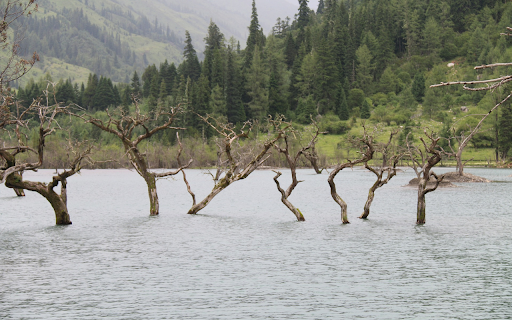 Dry trees are flooded from Chrome web store to be run with OffiDocs Chromium online Dry trees are flooded from Chrome web store to be run with OffiDocs Chromium online