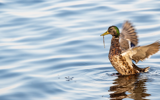Duck and wings from Chrome web store to be run with OffiDocs Chromium online Duck and wings from Chrome web store to be run with OffiDocs Chromium online