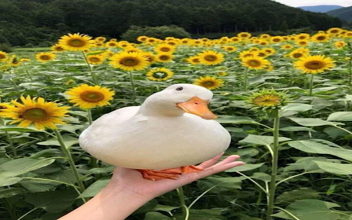 Duck in sunflower field wallpaper from Chrome web store to be run with OffiDocs Chromium online Duck in sunflower field wallpaper from Chrome web store to be run with OffiDocs Chromium online