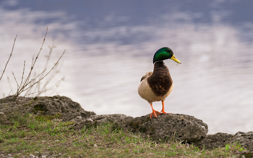 Duck on the lake shore from Chrome web store to be run with OffiDocs Chromium online Duck on the lake shore from Chrome web store to be run with OffiDocs Chromium online