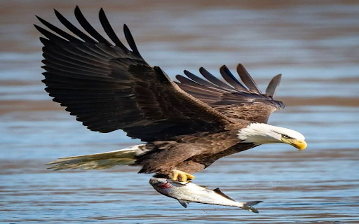 Eagle catching fish wallpaper from Chrome web store to be run with OffiDocs Chromium online Eagle catching fish wallpaper from Chrome web store to be run with OffiDocs Chromium online