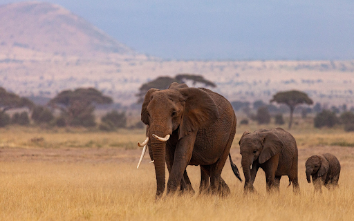 Elephant family from Chrome web store to be run with OffiDocs Chromium online Elephant family from Chrome web store to be run with OffiDocs Chromium online