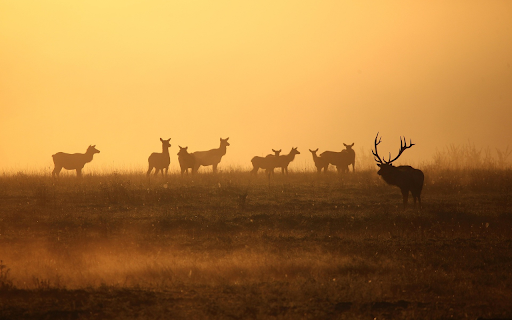 Elk Herd at Sunrise from Chrome web store to be run with OffiDocs Chromium online Elk Herd at Sunrise from Chrome web store to be run with OffiDocs Chromium online