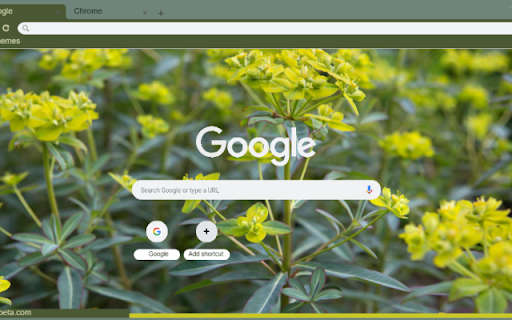 Euphorbia from Chrome web store to be run with OffiDocs Chromium online Euphorbia from Chrome web store to be run with OffiDocs Chromium online
