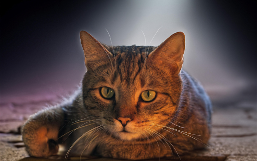 European Shorthair Gaze from Chrome web store to be run with OffiDocs Chromium online European Shorthair Gaze from Chrome web store to be run with OffiDocs Chromium online