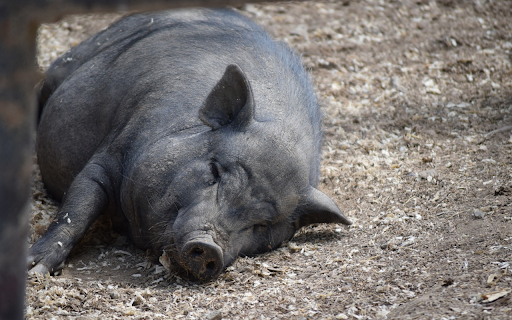Fat Pig from Chrome web store to be run with OffiDocs Chromium online Fat Pig from Chrome web store to be run with OffiDocs Chromium online