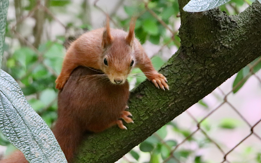 Fat Squirrel from Chrome web store to be run with OffiDocs Chromium online Fat Squirrel from Chrome web store to be run with OffiDocs Chromium online