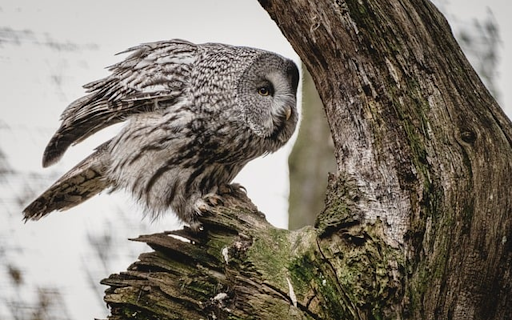 FEATHER OWL THEME from Chrome web store to be run with OffiDocs Chromium online FEATHER OWL THEME from Chrome web store to be run with OffiDocs Chromium online