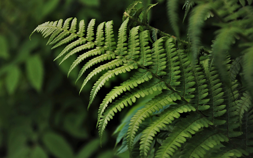 Fern leaves from Chrome web store to be run with OffiDocs Chromium online Fern leaves from Chrome web store to be run with OffiDocs Chromium online