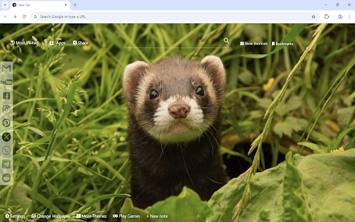 Ferret Wallpaper from Chrome web store to be run with OffiDocs Chromium online Ferret Wallpaper from Chrome web store to be run with OffiDocs Chromium online
