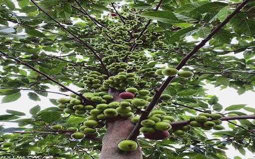 fig tree wallpaper from Chrome web store to be run with OffiDocs Chromium online fig tree wallpaper from Chrome web store to be run with OffiDocs Chromium online