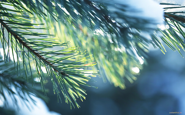 Fir tree from Chrome web store to be run with OffiDocs Chromium online Fir tree from Chrome web store to be run with OffiDocs Chromium online