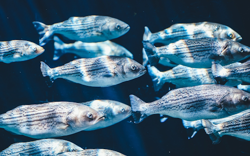 Fish swimming from Chrome web store to be run with OffiDocs Chromium online Fish swimming from Chrome web store to be run with OffiDocs Chromium online