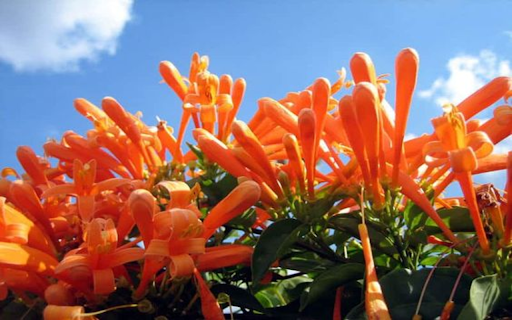 Flame vine flowers wallpapers from Chrome web store to be run with OffiDocs Chromium online Flame vine flowers wallpapers from Chrome web store to be run with OffiDocs Chromium online