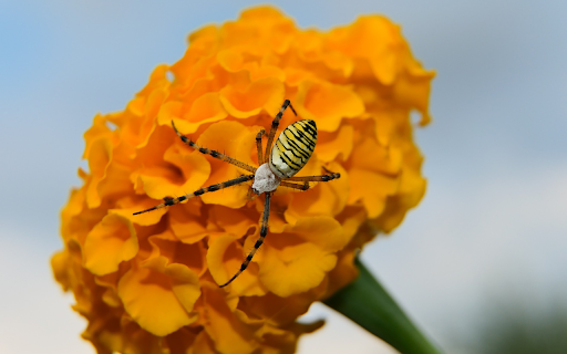 flower and spider from Chrome web store to be run with OffiDocs Chromium online flower and spider from Chrome web store to be run with OffiDocs Chromium online