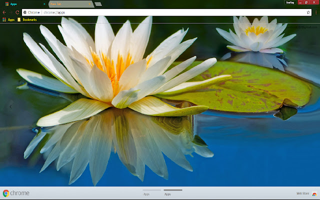 Flower Reflection Water Lily from Chrome web store to be run with OffiDocs Chromium online Flower Reflection Water Lily from Chrome web store to be run with OffiDocs Chromium online