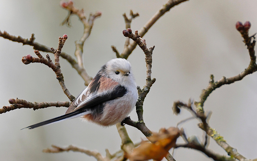Fluffy Songbird Perch from Chrome web store to be run with OffiDocs Chromium online Fluffy Songbird Perch from Chrome web store to be run with OffiDocs Chromium online