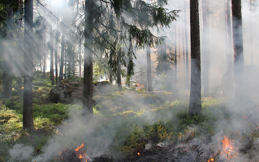 Forest fires from Chrome web store to be run with OffiDocs Chromium online Forest fires from Chrome web store to be run with OffiDocs Chromium online