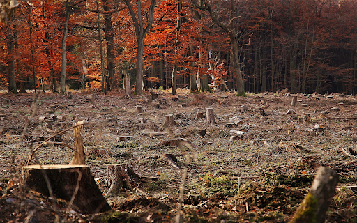 Forest regeneration from Chrome web store to be run with OffiDocs Chromium online Forest regeneration from Chrome web store to be run with OffiDocs Chromium online