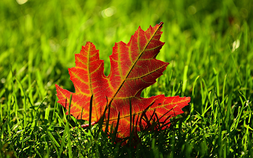 Four sided red leaves from Chrome web store to be run with OffiDocs Chromium online Four sided red leaves from Chrome web store to be run with OffiDocs Chromium online