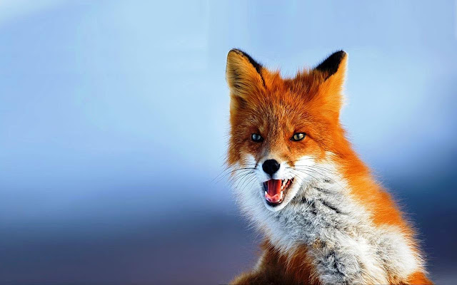 Fox Full HD from Chrome web store to be run with OffiDocs Chromium online Fox Full HD from Chrome web store to be run with OffiDocs Chromium online