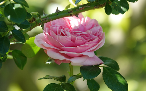 Fresh pink roses from Chrome web store to be run with OffiDocs Chromium online Fresh pink roses from Chrome web store to be run with OffiDocs Chromium online