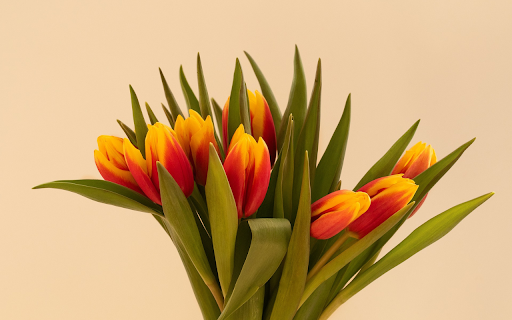 fresh tulip bouquet from Chrome web store to be run with OffiDocs Chromium online fresh tulip bouquet from Chrome web store to be run with OffiDocs Chromium online