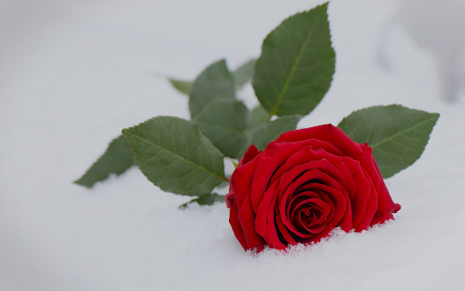 Frost rose from Chrome web store to be run with OffiDocs Chromium online Frost rose from Chrome web store to be run with OffiDocs Chromium online