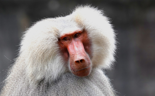 Furry monkey from Chrome web store to be run with OffiDocs Chromium online Furry monkey from Chrome web store to be run with OffiDocs Chromium online