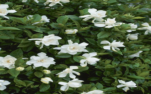 Gardenia flowers wallpapers from Chrome web store to be run with OffiDocs Chromium online Gardenia flowers wallpapers from Chrome web store to be run with OffiDocs Chromium online
