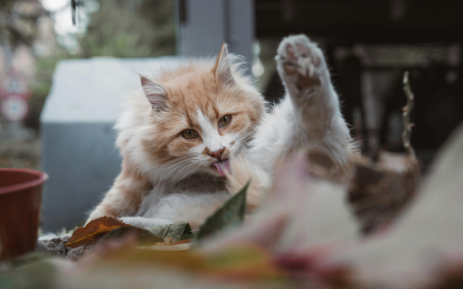 Ginger Cat Grooming in Outdoor Natural Setting from Chrome web store to be run with OffiDocs Chromium online Ginger Cat Grooming in Outdoor Natural Setting from Chrome web store to be run with OffiDocs Chromium online