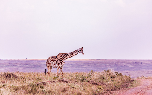 giraffe standing on the grass from Chrome web store to be run with OffiDocs Chromium online giraffe standing on the grass from Chrome web store to be run with OffiDocs Chromium online