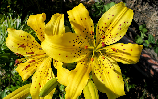 Golden cup and ants from Chrome web store to be run with OffiDocs Chromium online Golden cup and ants from Chrome web store to be run with OffiDocs Chromium online