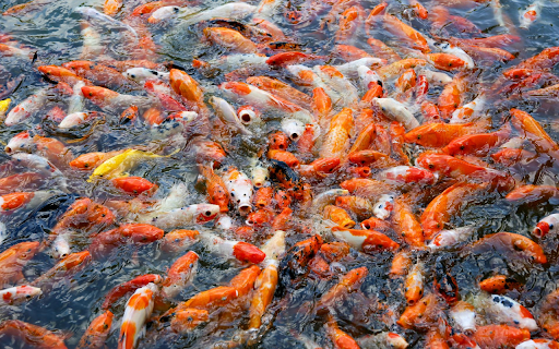 goldfish pond from Chrome web store to be run with OffiDocs Chromium online goldfish pond from Chrome web store to be run with OffiDocs Chromium online