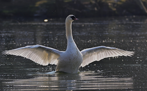 Grace of the Swan from Chrome web store to be run with OffiDocs Chromium online Grace of the Swan from Chrome web store to be run with OffiDocs Chromium online