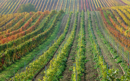 Grape fields from Chrome web store to be run with OffiDocs Chromium online Grape fields from Chrome web store to be run with OffiDocs Chromium online